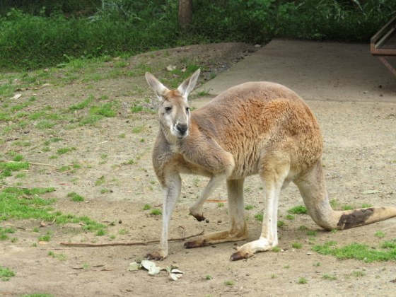 I have to post at least one Kangaroo!