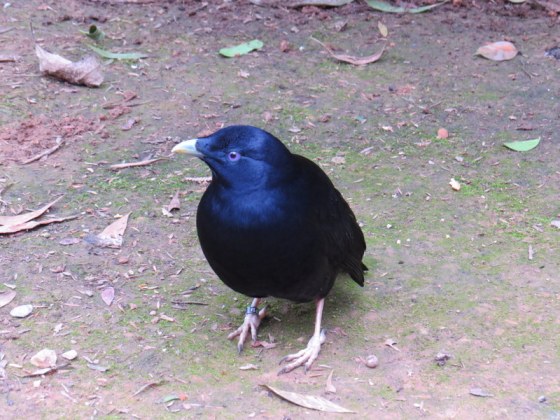 The Bowerbird - collector of the blue items