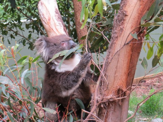 Koala chomping leaves